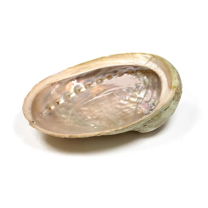 Abaloneskal Haliotis Diversicolor  16-18 Cm