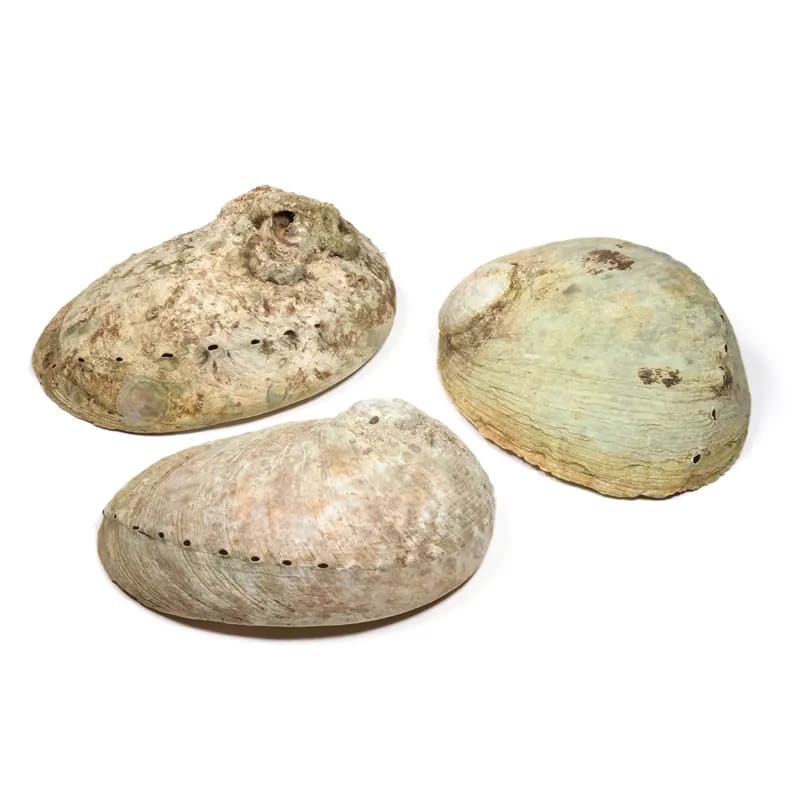 Abaloneskal Haliotis Diversicolor  16-18 Cm - 2