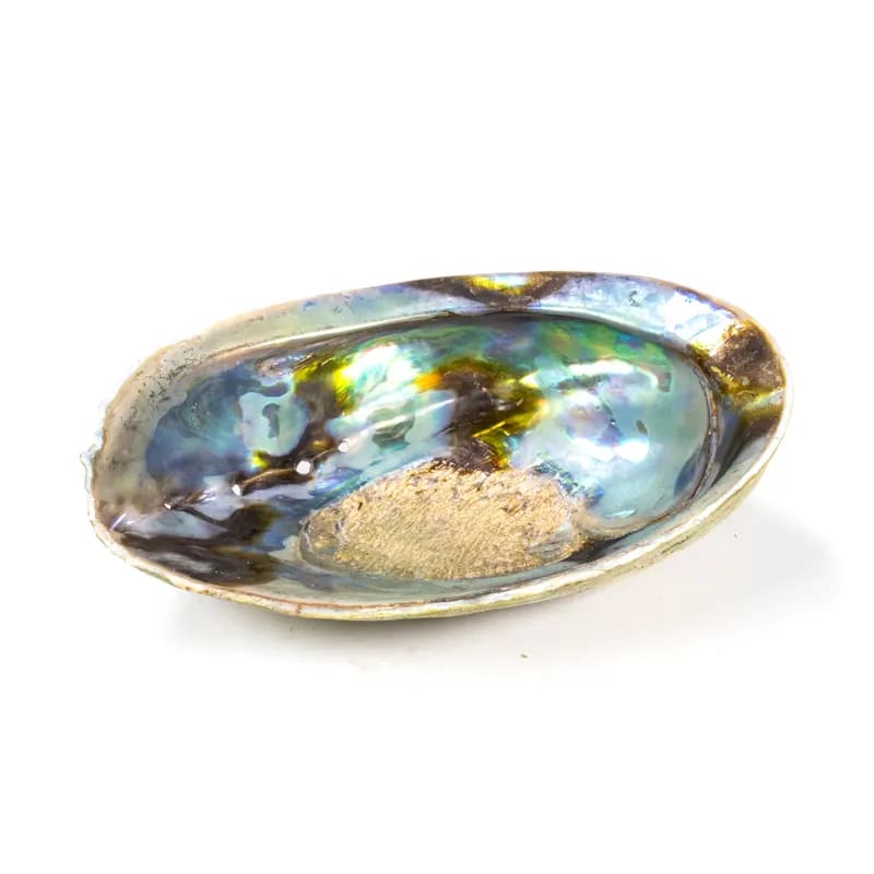 Regnbåge Abaloneskal (Paua) Haliotis  12-15 Cm