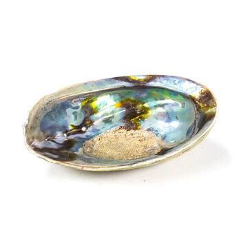 Regnbåge Abaloneskal (Paua) Haliotis  12-15 Cm