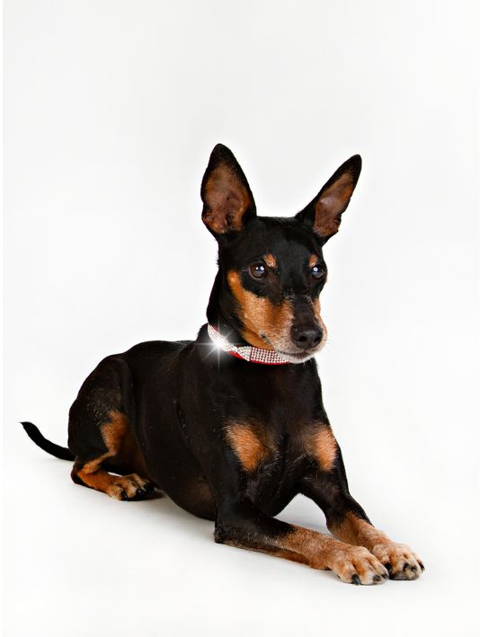 Hundhalsband Strass Röd 33cm - 39cm - 4