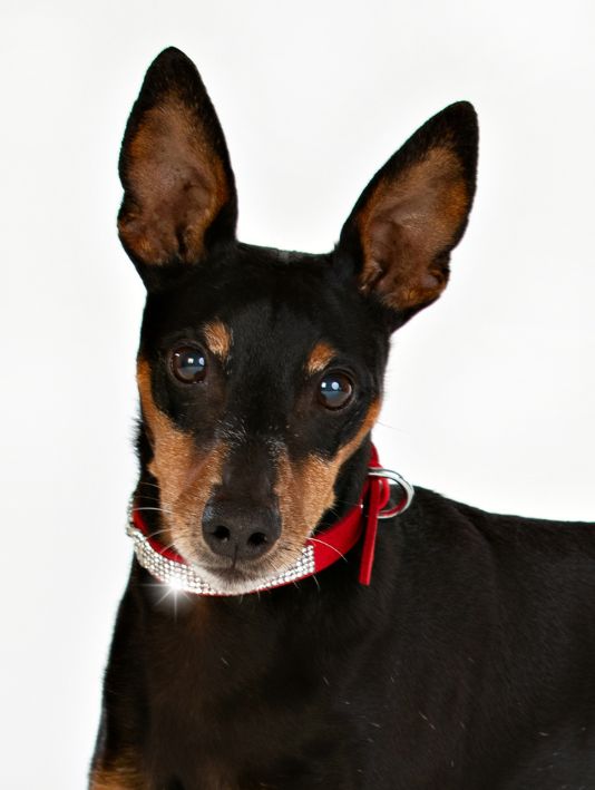 Hundhalsband Strass Röd 33cm - 39cm - 3
