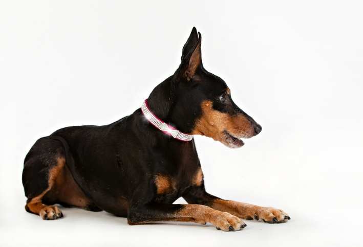 Hundhalsband Strass Röd 33cm - 39cm - 2
