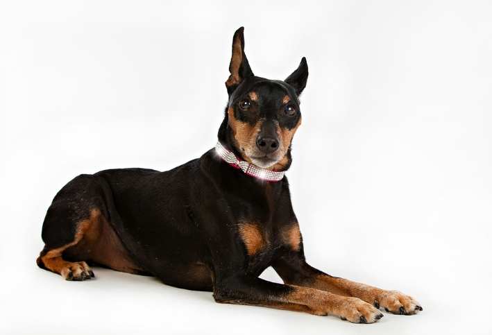 Hundhalsband Strass Röd 33cm - 39cm - 5