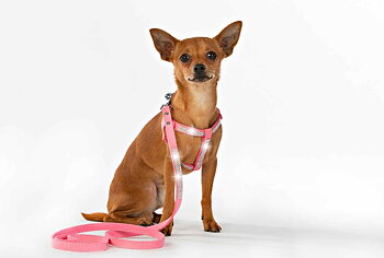Hundsele Strass Ljus Rosa inkl. koppel strl S