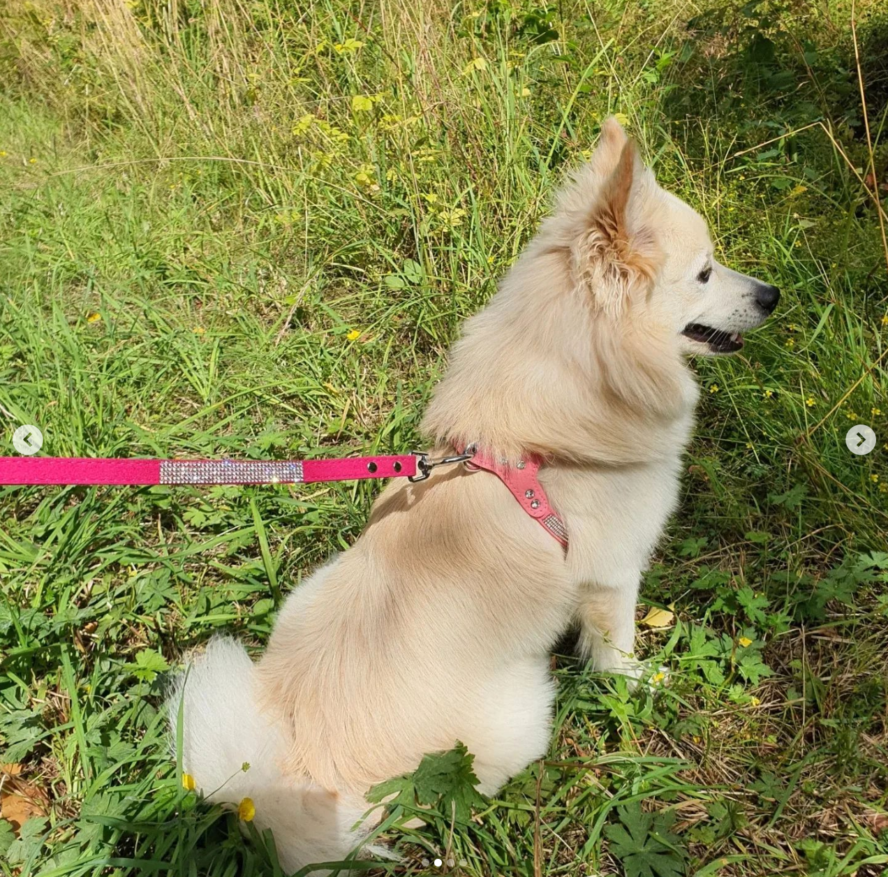 Hundsele Strass Ljus Rosa inkl. koppel strl M - 3