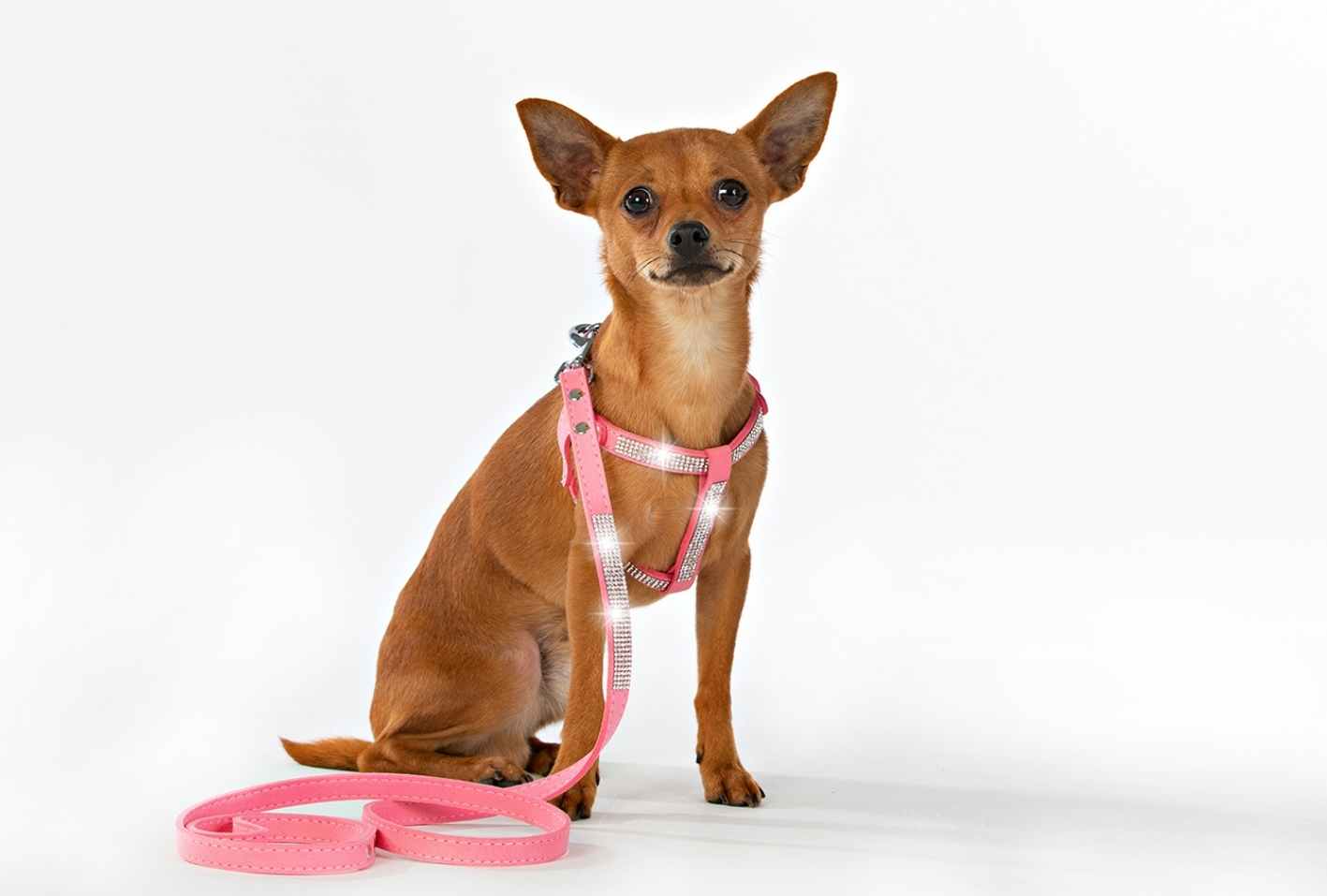 Hundsele Strass Ljus Rosa inkl. koppel strl M - 5