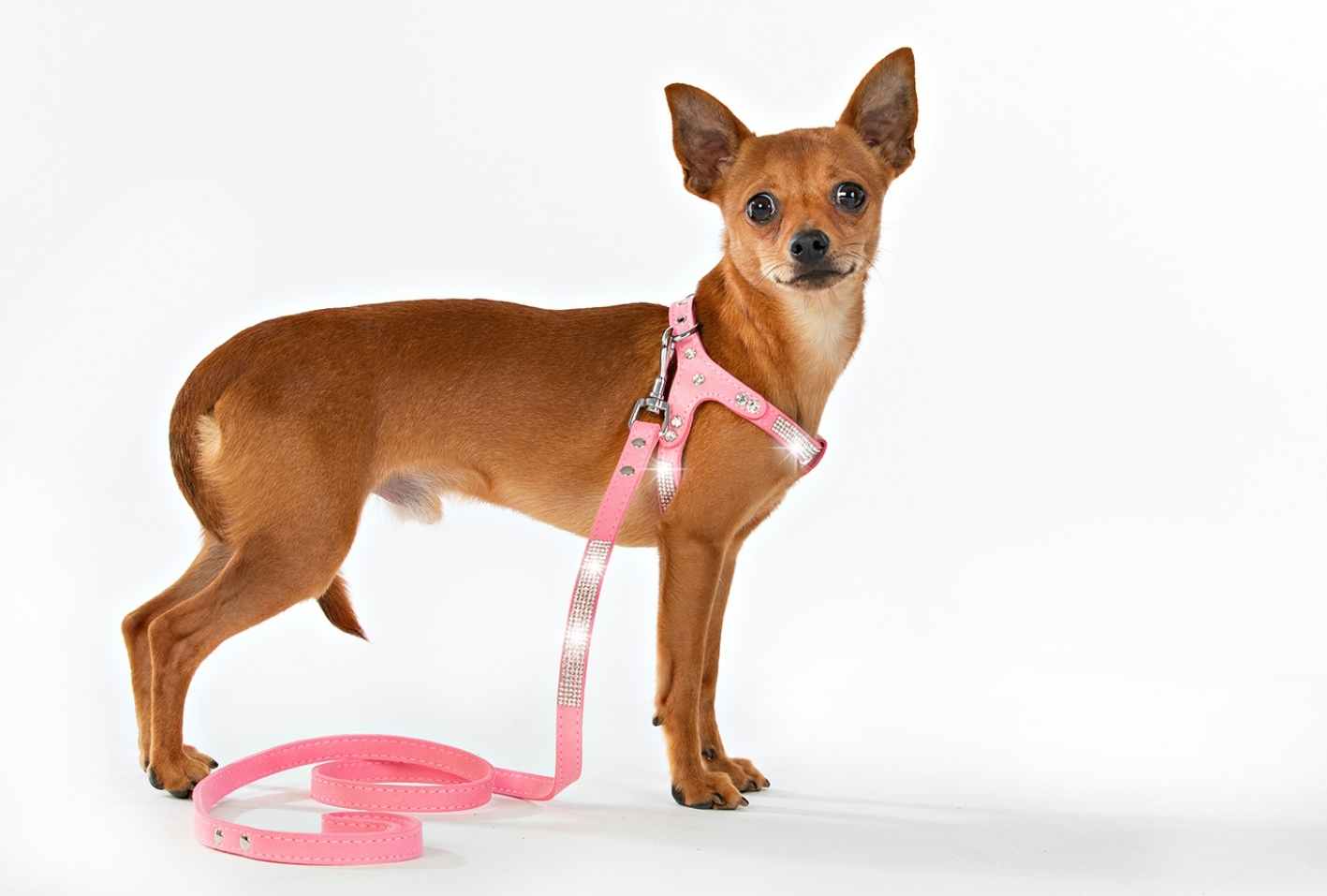 Hundsele Strass Ljus Rosa inkl. koppel strl M - 4