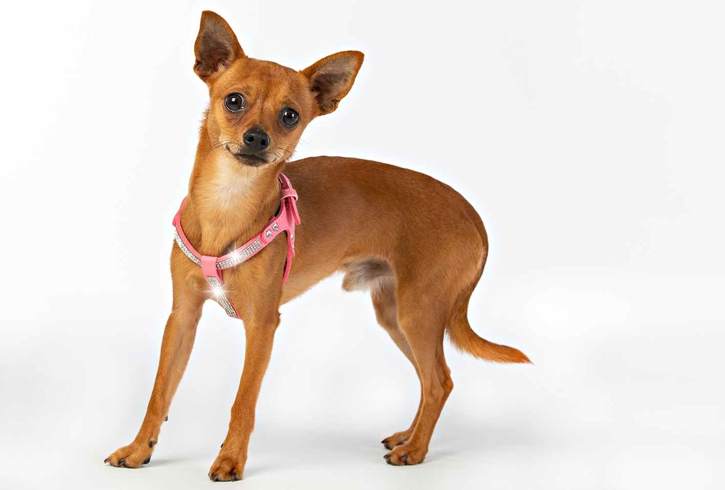 Hundsele Strass Ljus Rosa inkl. koppel strl M