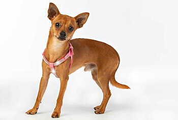 Hundsele Strass Ljus Rosa inkl. koppel strl M