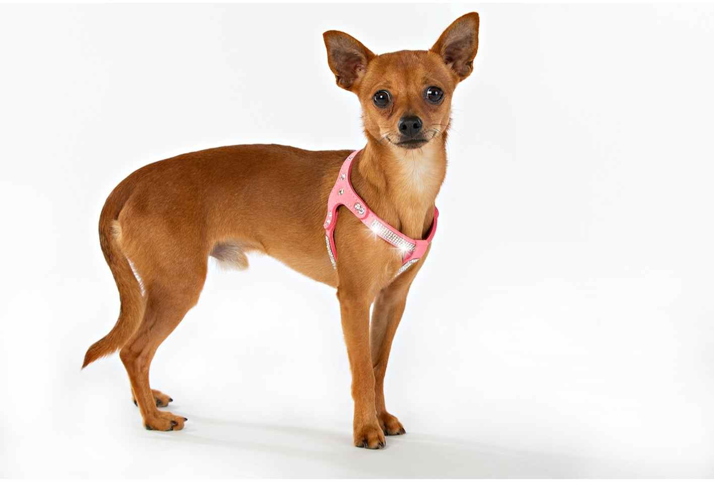 Hundsele Strass Ljus Rosa inkl. koppel strl M - 6