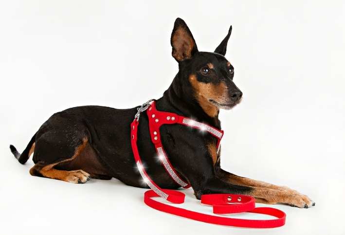 Hundsele Strass Röd inkl.koppel strl M - 3