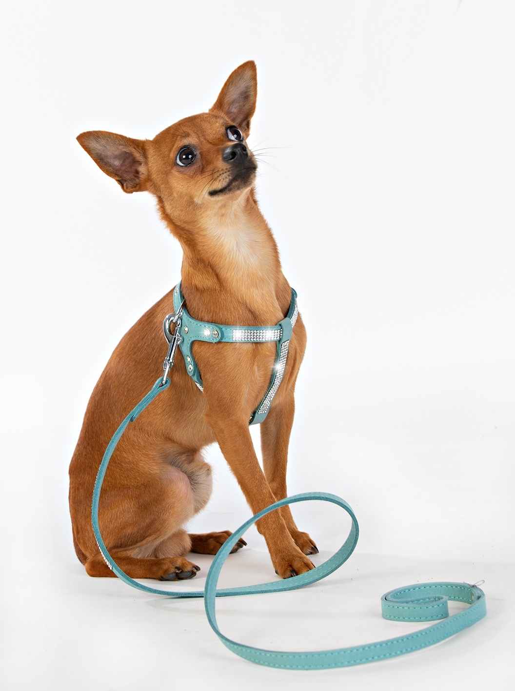 Hundsele Strass Turkos inkl koppel strl M - 5