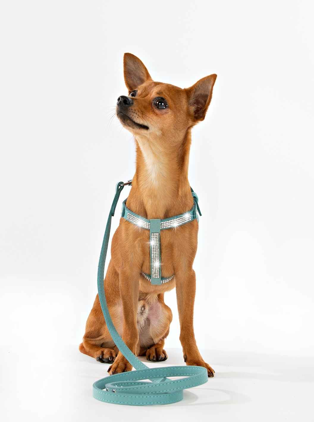 Hundsele Strass Turkos inkl koppel strl M - 4