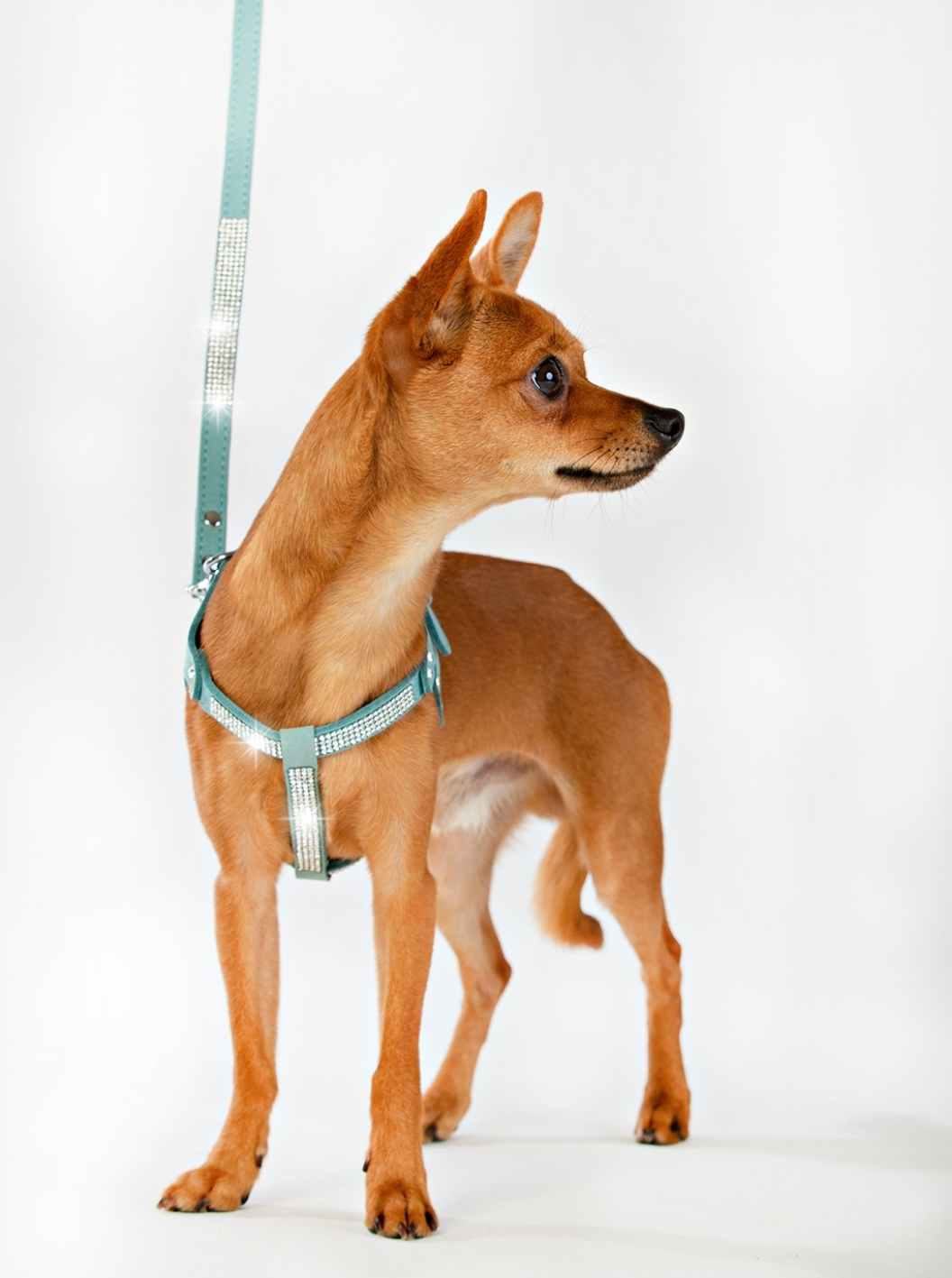 Hundsele Strass Turkos inkl koppel strl M - 3
