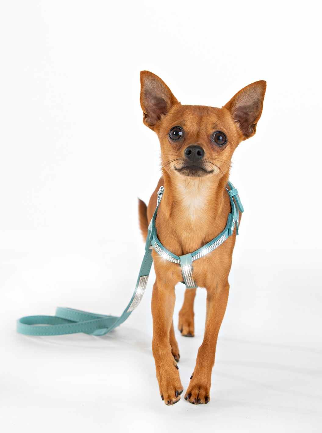 Hundsele Strass Turkos inkl koppel strl M