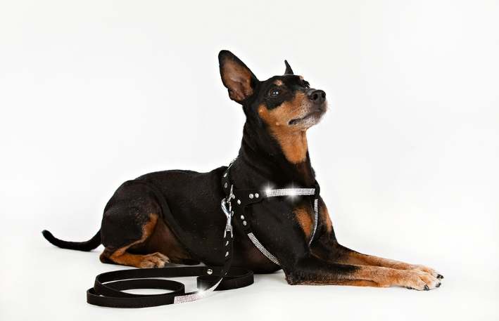 Hundsele Strass Svart strl M - 5