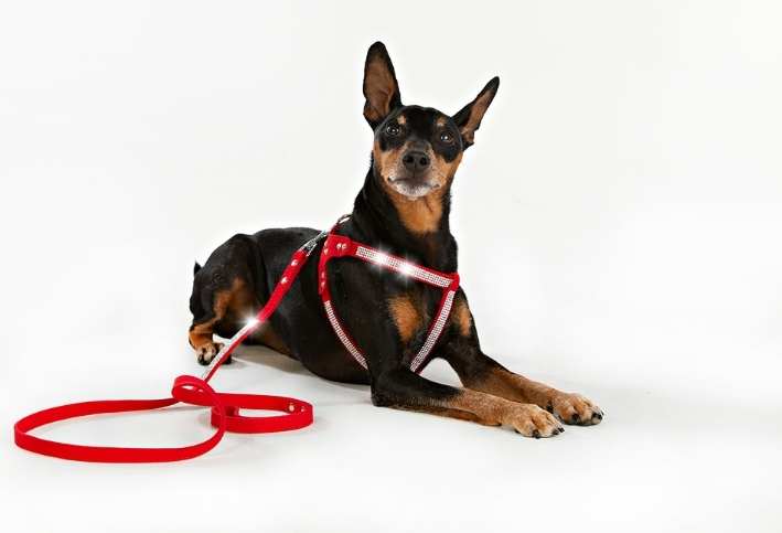 Hundsele Strass Röd inkl. koppel strl L - 5