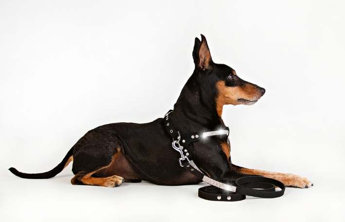 Hundsele Strass Svart strl S - 3