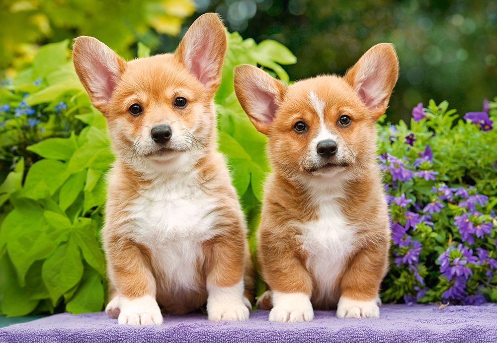 WALESISKA CORGI-VALPAR 1000 Bitar Castorland