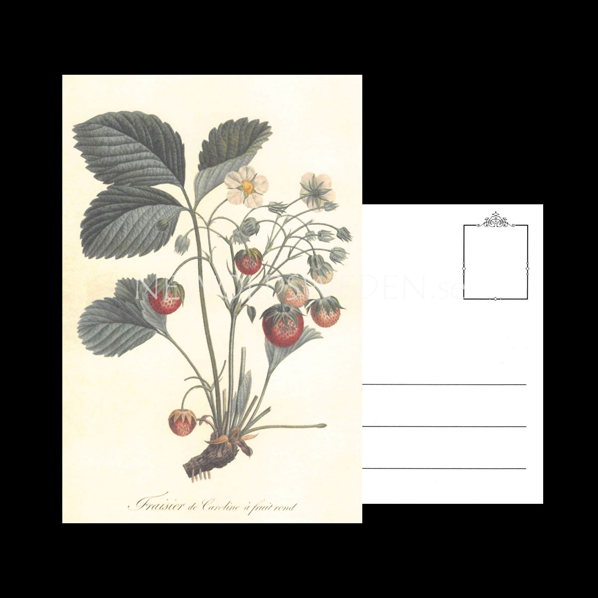 Smultron Vintage Vykort Nr: 130 - 10 x 15 cm - 428 - 3