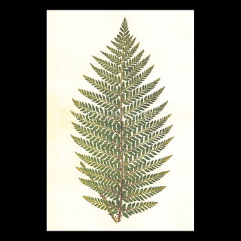Ormbunke Aspidium Proliferum Vintage Vykort Nr: 104 - 10 x 15 cm - 428