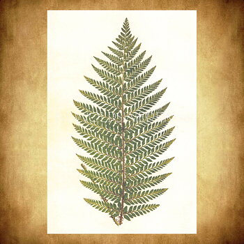 Ormbunke Aspidium Proliferum Vintage Vykort Nr: 104 - 10 x 15 cm - 428