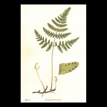Ormbunke Phegopteris Robertiana Vintage Vykort Nr: 105 - 10 x 15 cm - 428