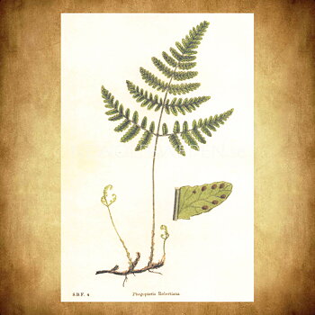 Ormbunke Phegopteris Robertiana Vintage Vykort Nr: 105 - 10 x 15 cm - 428