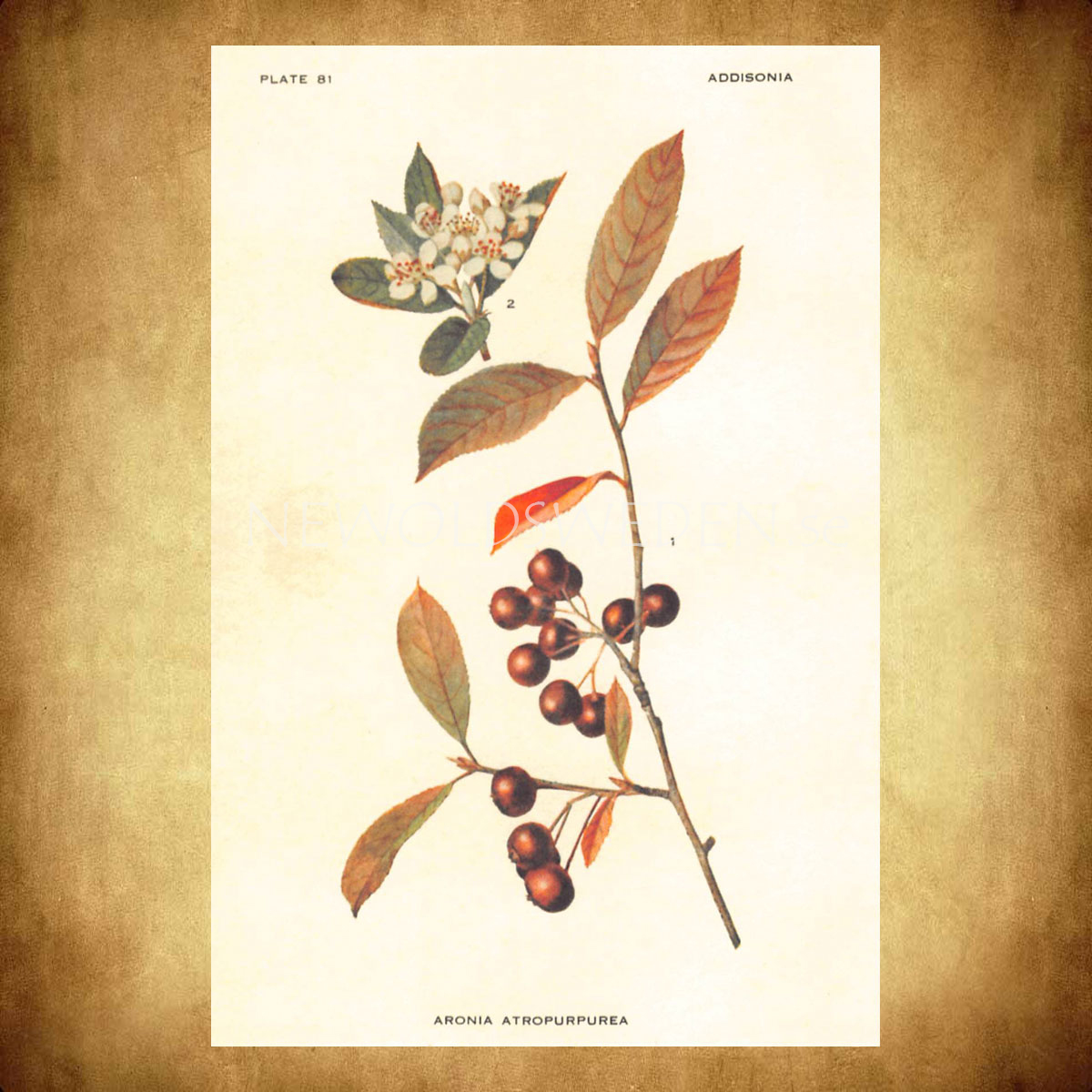 ARONIA ATROPURPUREA Vintage Vykort Nr: 118 - 10 x 15 cm - 428 - 2