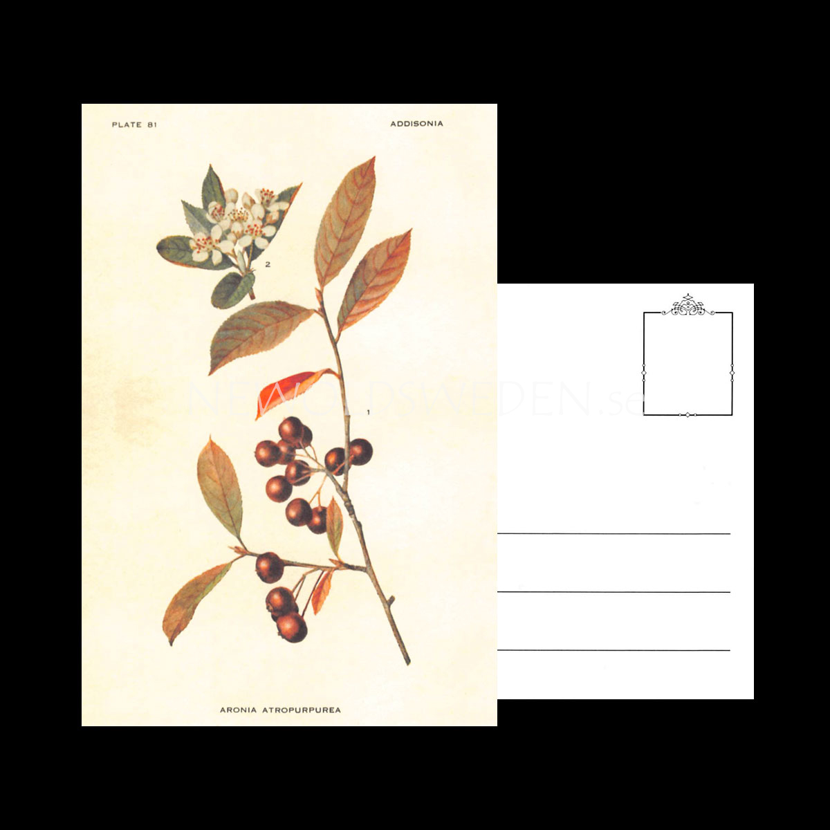 ARONIA ATROPURPUREA Vintage Vykort Nr: 118 - 10 x 15 cm - 428 - 3