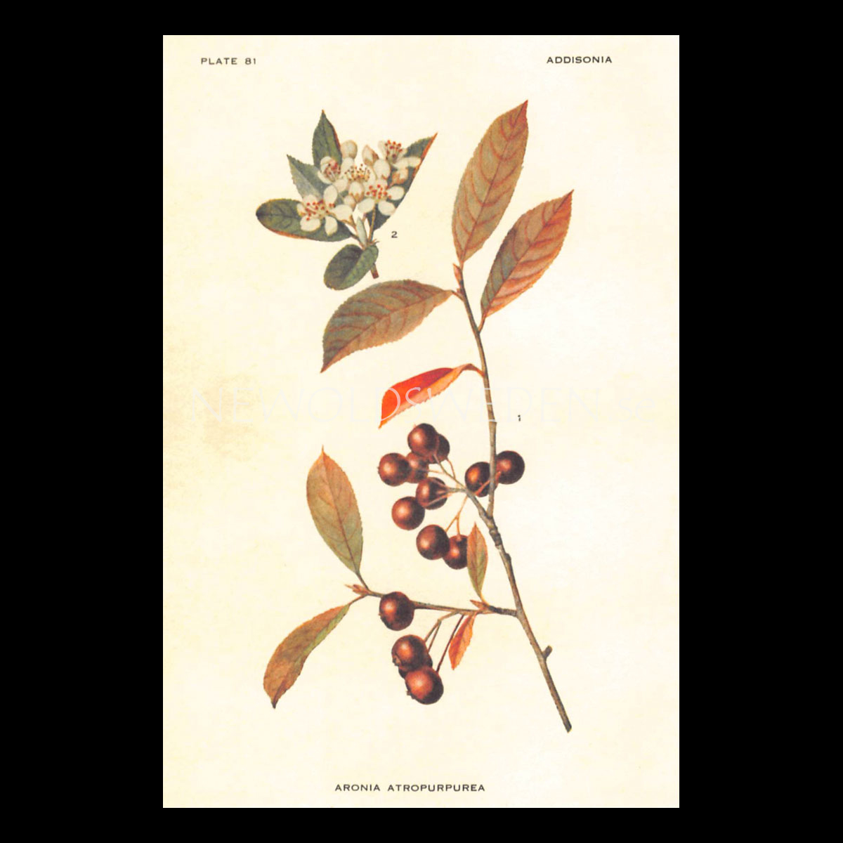 ARONIA ATROPURPUREA Vintage Vykort Nr: 118 - 10 x 15 cm - 428
