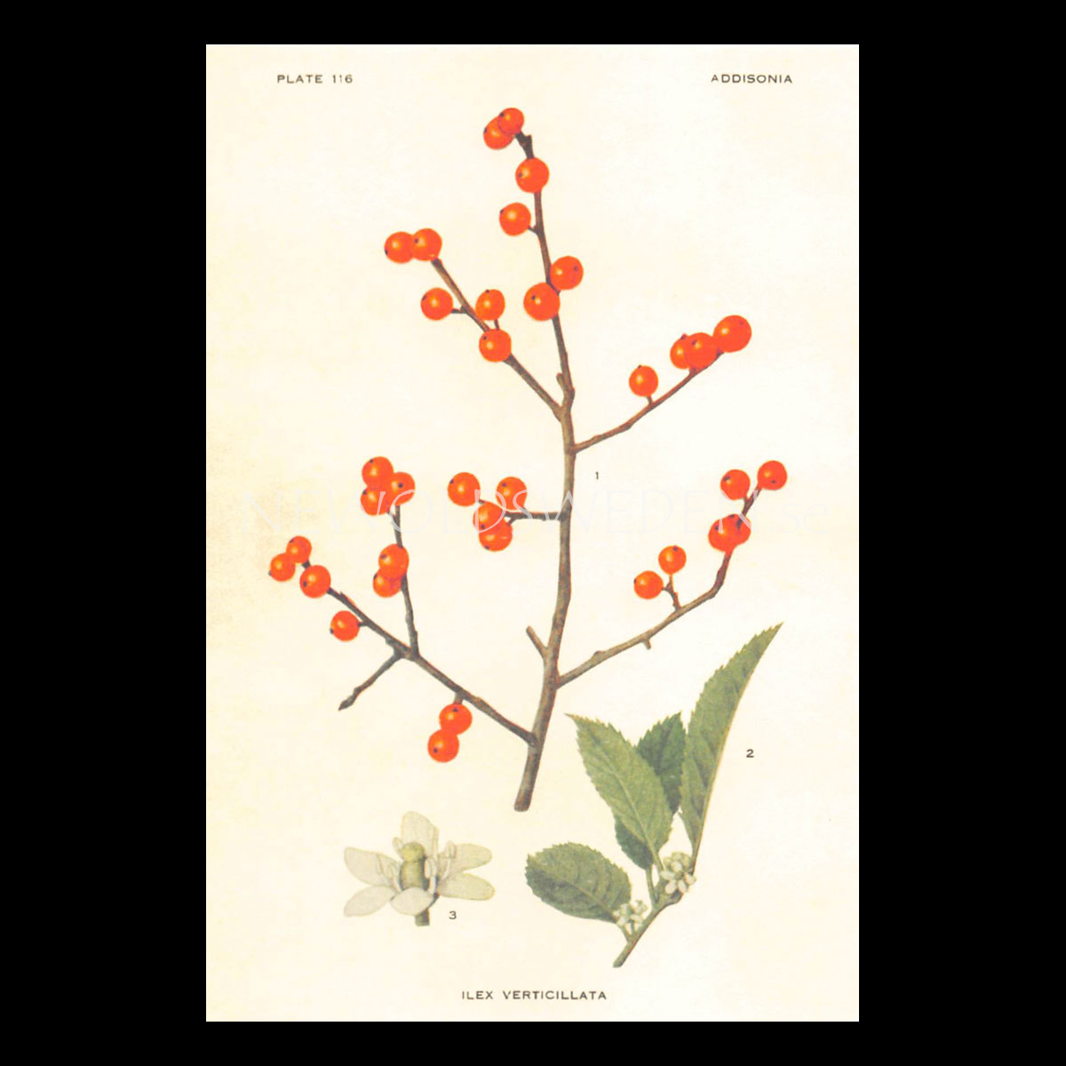 ILEX VERTOCILLATA Vintage Vykort Nr: 119 - 10 x 15 cm - 428