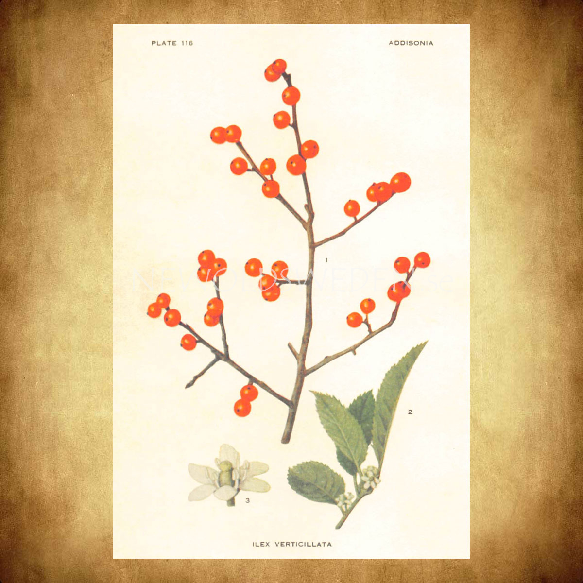 ILEX VERTOCILLATA Vintage Vykort Nr: 119 - 10 x 15 cm - 428 - 2
