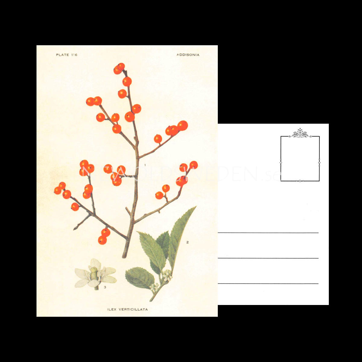 ILEX VERTOCILLATA Vintage Vykort Nr: 119 - 10 x 15 cm - 428 - 3