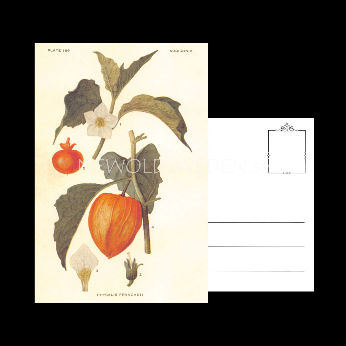 PHYSALIS FRANCHETI Vintage Vykort Nr: 121 - 10 x 15 cm - 428 - 3