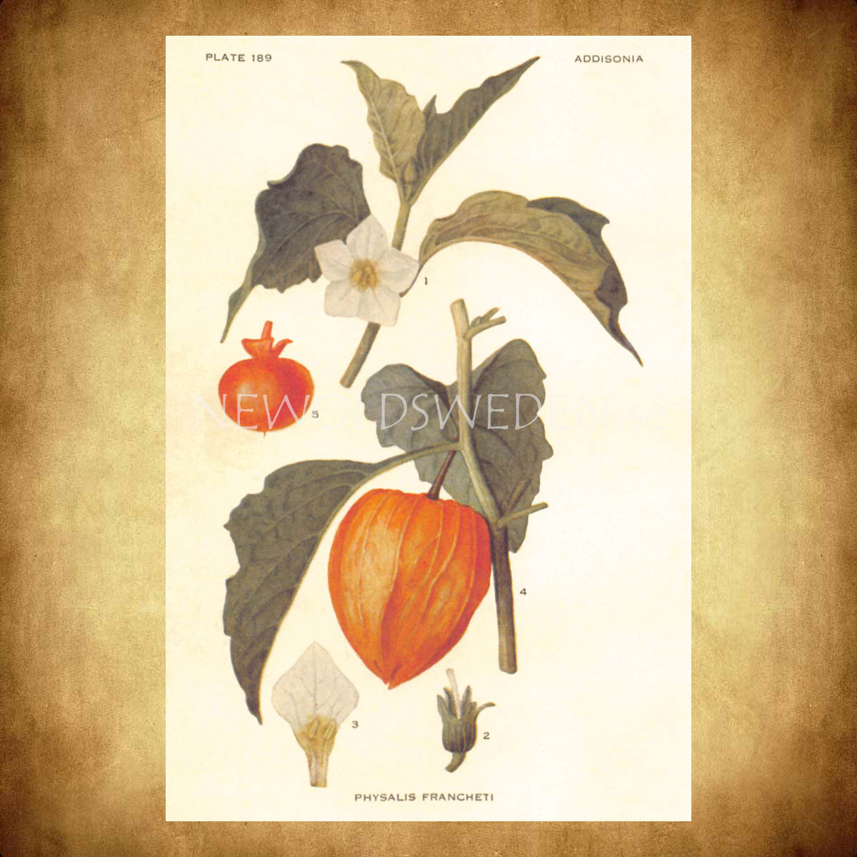 PHYSALIS FRANCHETI Vintage Vykort Nr: 121 - 10 x 15 cm - 428 - 2