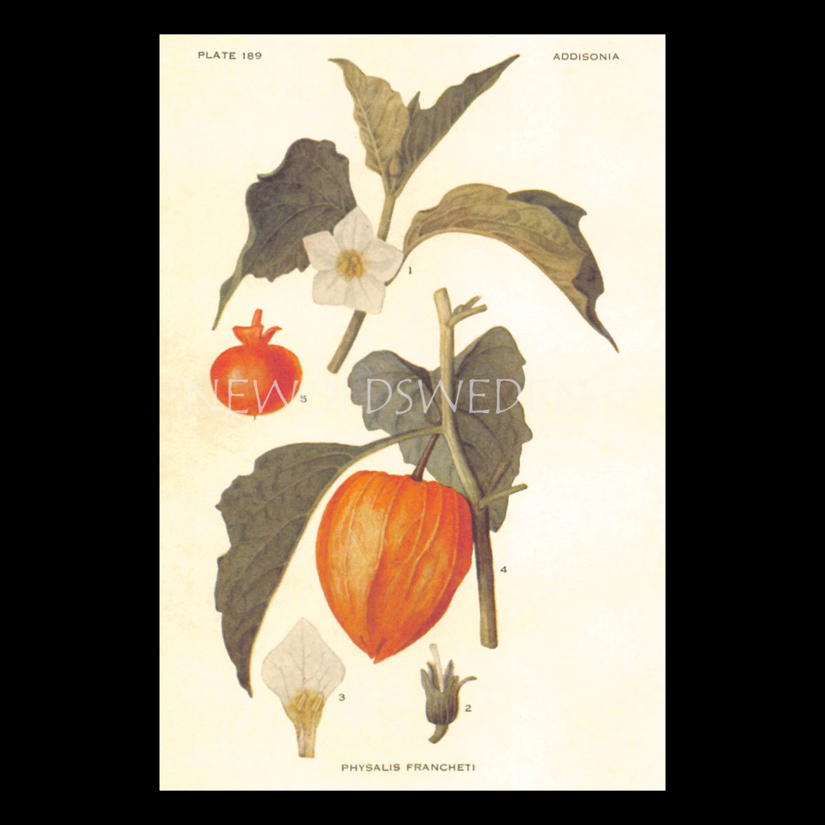 PHYSALIS FRANCHETI Vintage Vykort Nr: 121 - 10 x 15 cm - 428