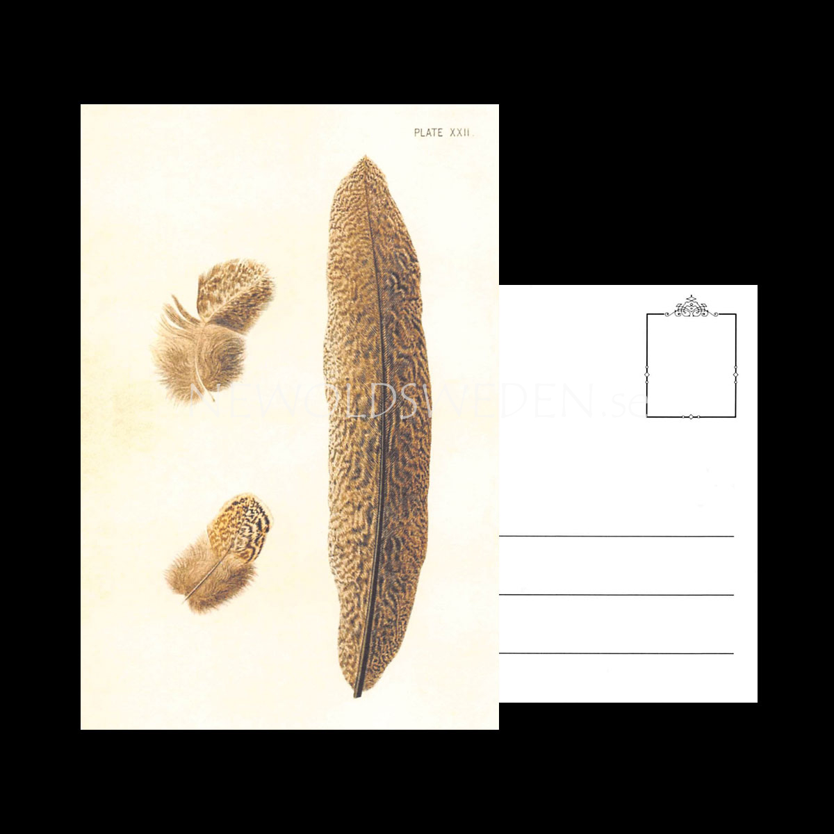 JOURNAL OF GENETICS Vintage Vykort Nr: 115 - 10 x 15 cm - 428 - 3