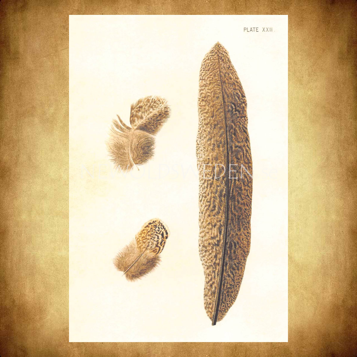 JOURNAL OF GENETICS Vintage Vykort Nr: 115 - 10 x 15 cm - 428 - 2