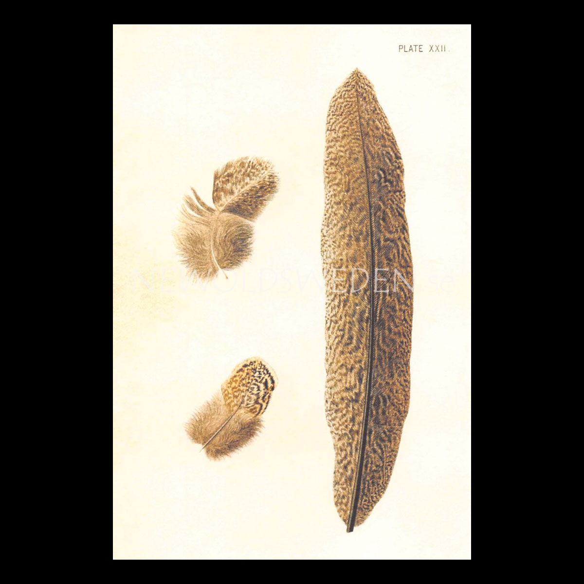 JOURNAL OF GENETICS Vintage Vykort Nr: 115 - 10 x 15 cm - 428