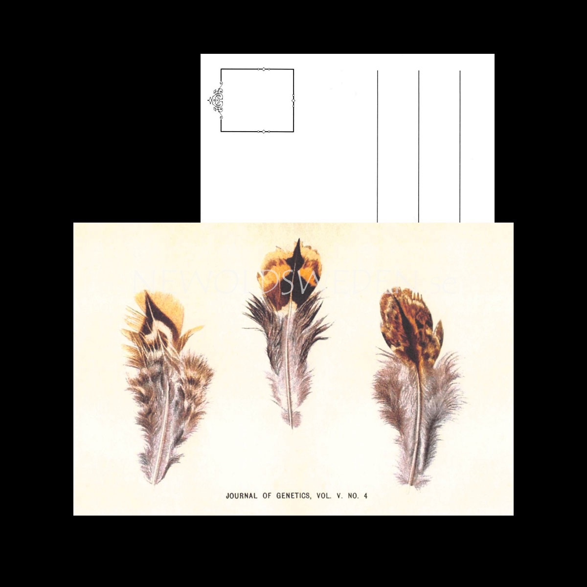 JOURNAL OF GENETICS Vintage Vykort Nr: 114 - 10 x 15 cm - 428 - 3
