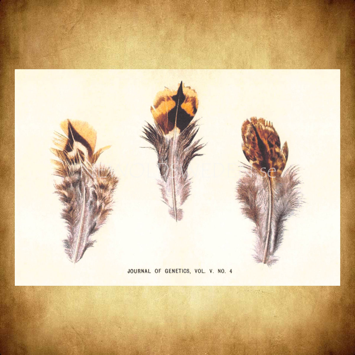 JOURNAL OF GENETICS Vintage Vykort Nr: 114 - 10 x 15 cm - 428 - 2