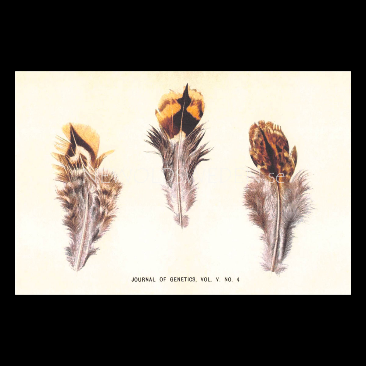 JOURNAL OF GENETICS Vintage Vykort Nr: 114 - 10 x 15 cm - 428
