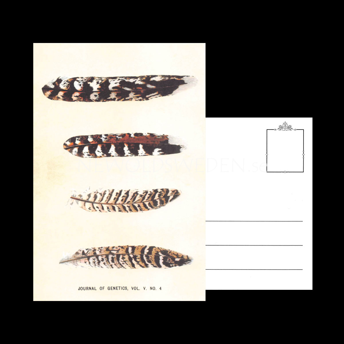 JOURNAL OF GENETICS Vintage Vykort Nr: 116 - 10 x 15 cm - 428 - 3