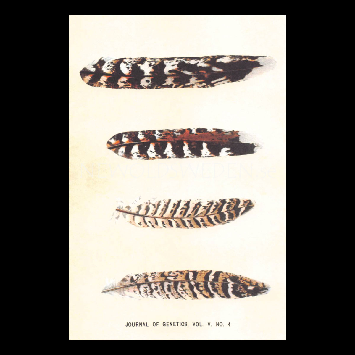 JOURNAL OF GENETICS Vintage Vykort Nr: 116 - 10 x 15 cm - 428