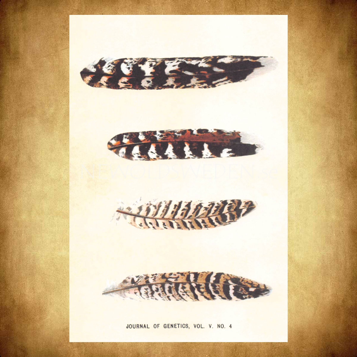 JOURNAL OF GENETICS Vintage Vykort Nr: 116 - 10 x 15 cm - 428 - 2