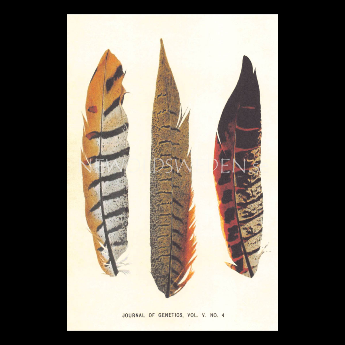JOURNAL OF GENETICS Vintage Vykort Nr: 117 - 10 x 15 cm - 428