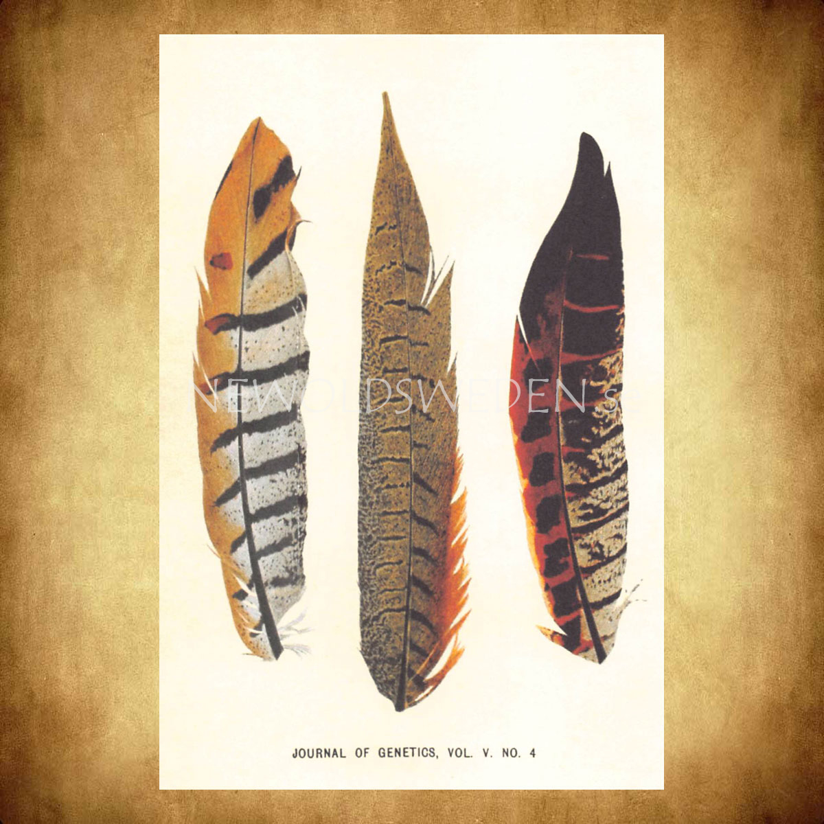 JOURNAL OF GENETICS Vintage Vykort Nr: 117 - 10 x 15 cm - 428 - 2