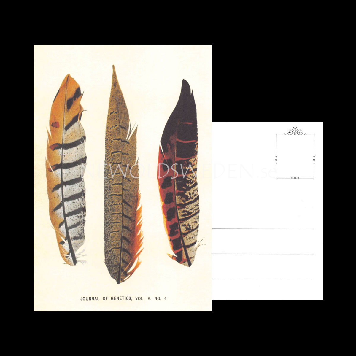JOURNAL OF GENETICS Vintage Vykort Nr: 117 - 10 x 15 cm - 428 - 3